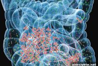 Exceptionally Fit Seniors Share Gut Microbiome with 30-Year-Olds