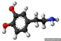 How Dopamine Signals That a Reward Isn’t Worth Waiting For