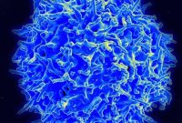 How Immune T Cell Activation Alters Behavior