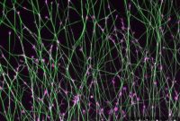 How Brain Cells Navigate Neural Circuits