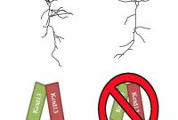 New Autism Treatments Could Restore Brain Connectivity