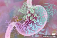 How Gut Bacteria Influence Age-Related Conditions
