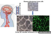 Step-by-Step Protocol to Build a Human Blood-Brain Barrier Model