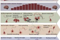 Brain Selects Neurons During Learning, Discards Others