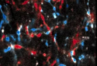 How the Thalamus Supports Learning in the Cerebrum