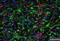 Zif Protein Regulates Neural Stem Cell Activity