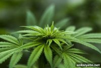 Study: Cannabis Use Linked to Bipolar Symptoms in Young Adults