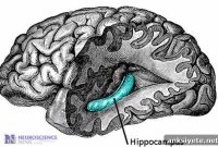 Seahorse-Shaped Hippocampus May Aid Human Face Recognition