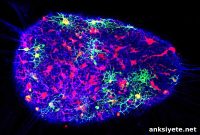 3D Mini Brains Accelerate Brain Repair Research