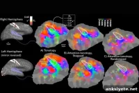 How the Brain Selects Sounds: The Science of Auditory Attention