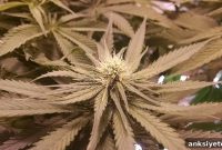 Cannabis Could Slow Cognitive Decline in People with HIV
