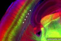 New Study Reveals How Brain’s Sensory Circuits Work