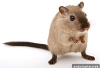 Little-Understood Retinal Cells Enable Color Vision in Mice