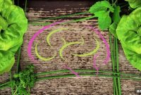 Leafy Greens May Slow Brain Aging by 11 Years, Study Finds