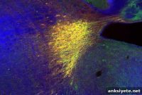 Why the Brain Remembers Some New Places and Not Others