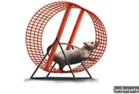 Acetylcholine Boost in Engineered Marathon Mouse Lowers Fatigue