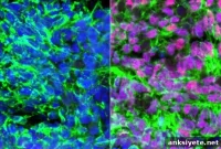 Scientists Engineer Cells That Grant Sense of Touch