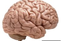 Can Klotho Protein Prevent Dementia and Slow Aging?
