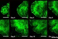 Brain-on-a-Chip Study Reveals How Cortical Folding Works