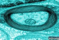 ERK Knockout Triggers Schwann Cell Loss and Myelination Defects