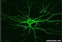 Visualizing Brain Electrical Activity