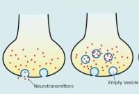 Synaptic Vesicle Recycling: How Neurons Reload for Signaling