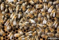 What Honeybee Research Reveals About the Human Brain