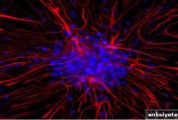 How Astrocyte Lactate Influences Long-Term Memory