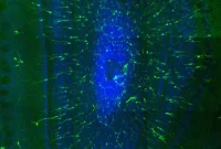 Mysterious Gene Essential for Brain Function