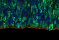 How the Immune System Shapes Brain Development