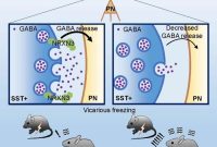 Specific Gene Variant Amplifies Empathy-Driven Fear in Mice