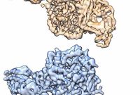 Cryo-EM of Nicotinic Receptor Could Unlock Addiction Treatments