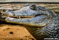 MRI Study Finds Crocodiles Respond to Classical Music