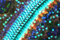 New Simple Treatment May Reduce Noise-Induced Hearing Loss