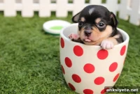 When Are Puppies Cutest: Age-by-Age Cuteness Guide