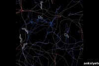What Do Animals Want? Insights into Animal Behavior