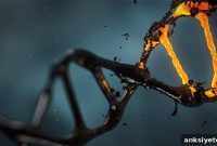 How Cocaine Alters Gene Expression in the Brain’s Reward Circuit