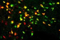 Persistent Appetite? How Hunger Peptides Drive Your Cravings