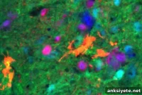 Lab-Grown Neurons Restore Breathing After Spinal Injury in Mice