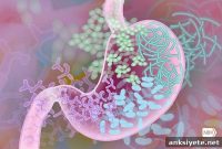 Could Gut Microbes in Obesity Cause Depression and Anxiety?