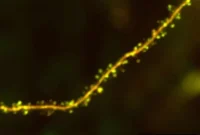 Scientists Uncover Fundamental Rule of Brain Plasticity