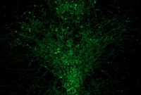 Serotonin Accelerates Learning, Computational Models Show
