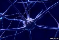 New Brain Cell Discovered That Boosts Learning