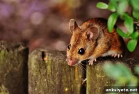 New Study Triggers Hot Flashes in Male and Female Mice