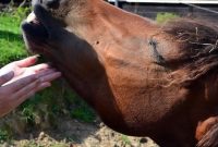 Horse Snorts: Signs of Positive Emotions