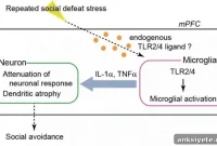 Neuroinflammation Drives Stress-Induced Depression