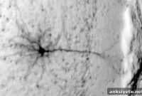 Adolescent Binge Drinking Causes Working Memory Deficits in Mice