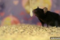 Scientists Discover How Smell Triggers Memory