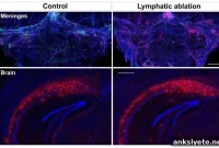 Brain Breakthrough Could Slow Age-Related Cognitive Decline