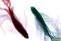 Zebrafish Social Behavior Sheds Light on Human Social Disorders